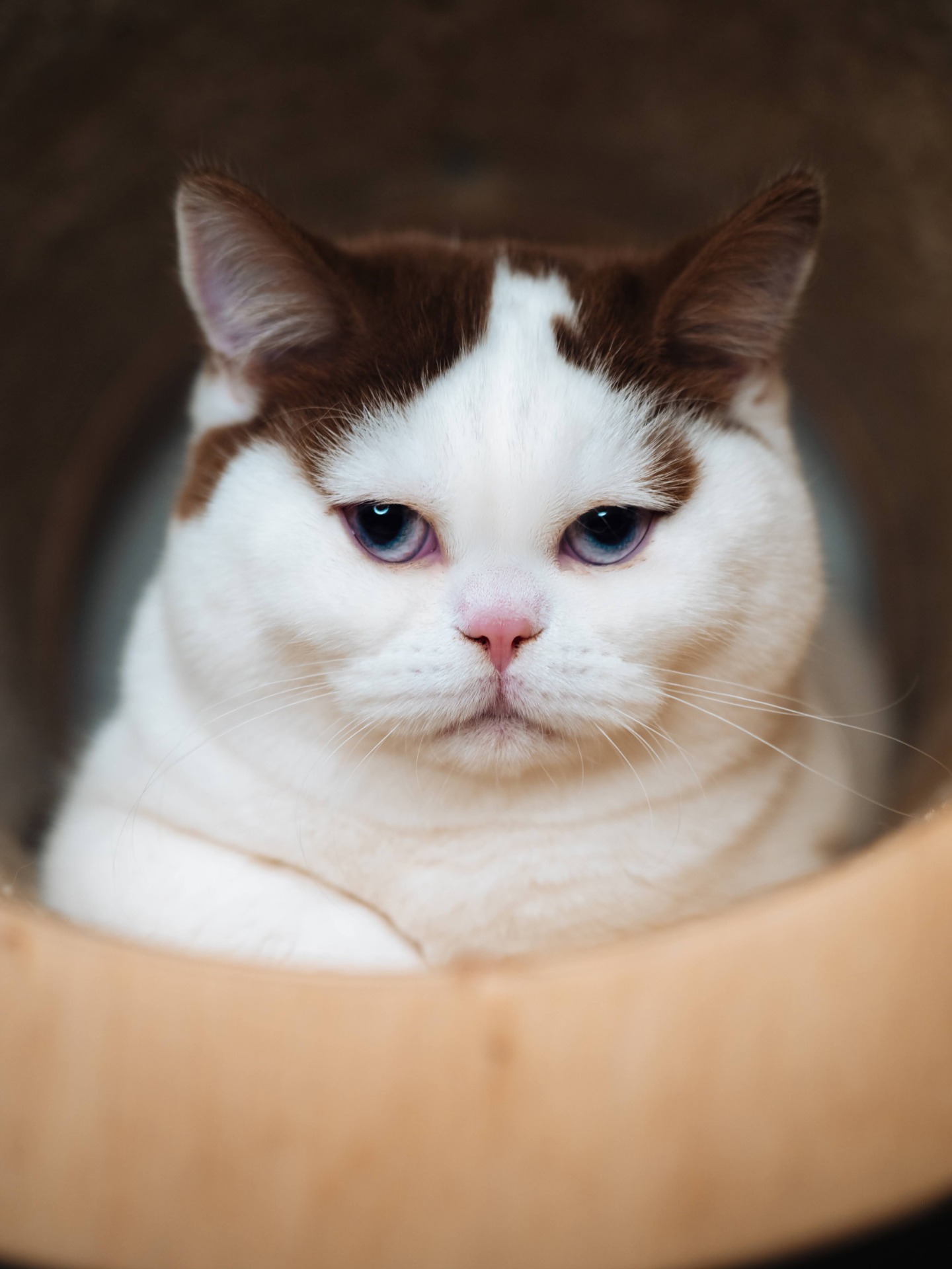 Nata Kilpikonna ,CZ * 28.6.2024